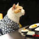 Фото Коты и кошки в кимоно (25 фото) из раздела  /