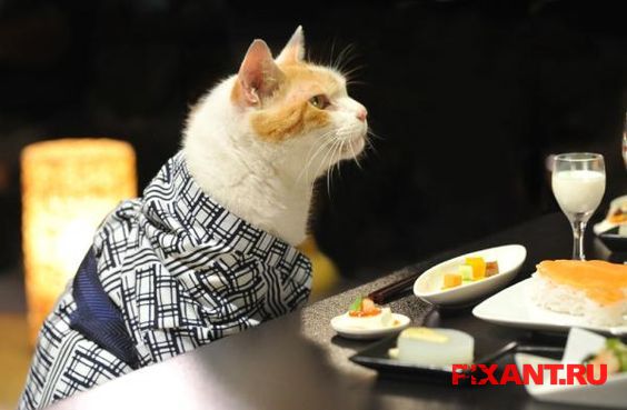 Фото Коты и кошки в кимоно (25 фото) из раздела /