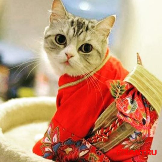 Фото Коты и кошки в кимоно (25 фото) из раздела /