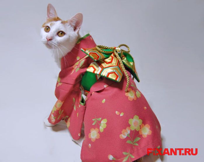 Фото Коты и кошки в кимоно (25 фото) из раздела /