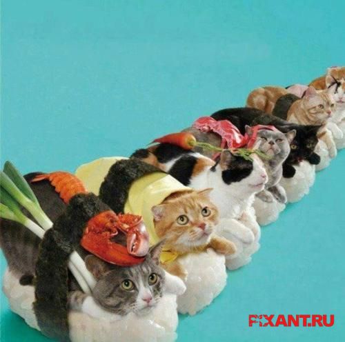 Фото Суши из кошек: расследование из раздела  /