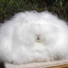 Ангорские кролики