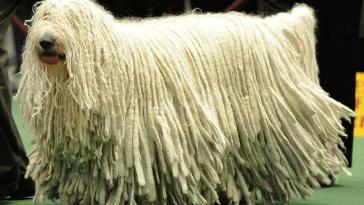 Фото Комондор (венгерская овчарка) из раздела  /