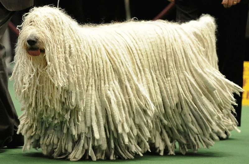 Фото Комондор (венгерская овчарка) из раздела /