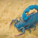 Фото Императорский скорпион из раздела /