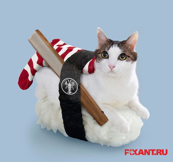 Фото Суши из кошек: расследование из раздела  /