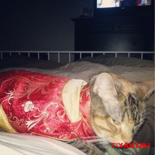 Фото Коты и кошки в кимоно (25 фото) из раздела /