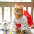 Фото Коты и кошки в кимоно (25 фото) из раздела  /