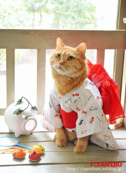 Фото Коты и кошки в кимоно (25 фото) из раздела /