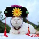 Фото Коты и кошки в кимоно (25 фото) из раздела  /