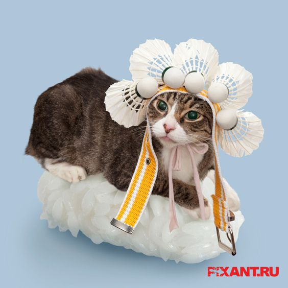 Фото Суши из кошек: расследование из раздела  /