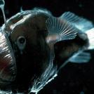 Глубоководный удильщик