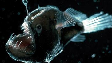 Глубоководный удильщик