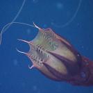 Самые интересные подводные обитатели (часть 3)