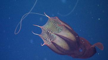 Самые интересные подводные обитатели (часть 3)