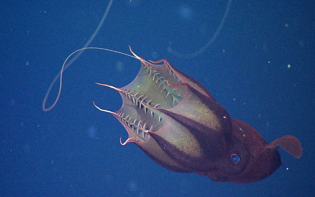 Самые интересные подводные обитатели (часть 3)