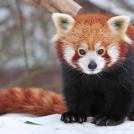 Самые интересные животные (часть 1)