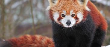 Самые интересные животные (часть 1)