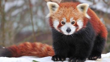 Самые интересные животные (часть 1)