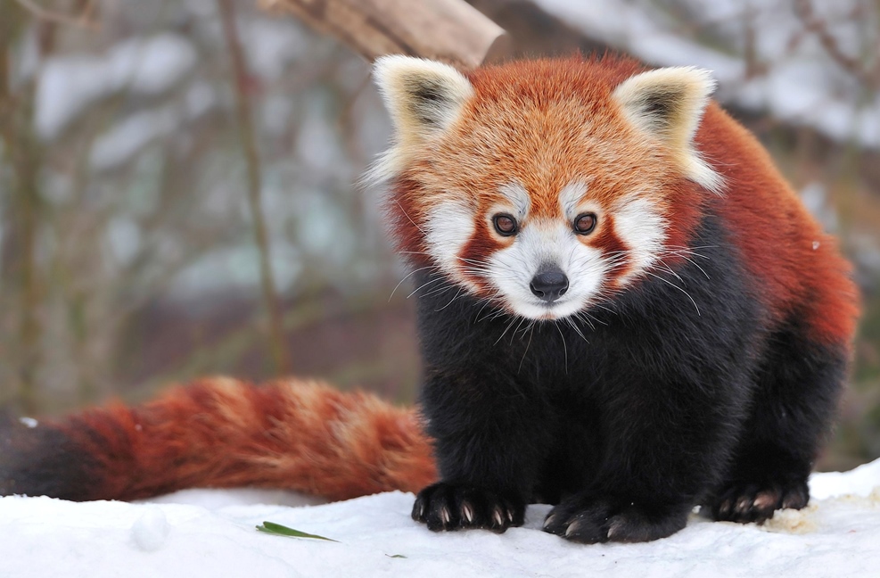 Самые интересные животные (часть 1)