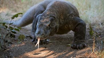 Самые странные животные (часть 3)