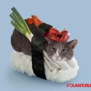 Суши из кошек: расследование
