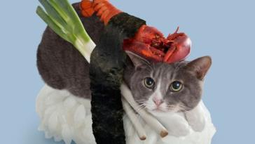 Суши из кошек: расследование