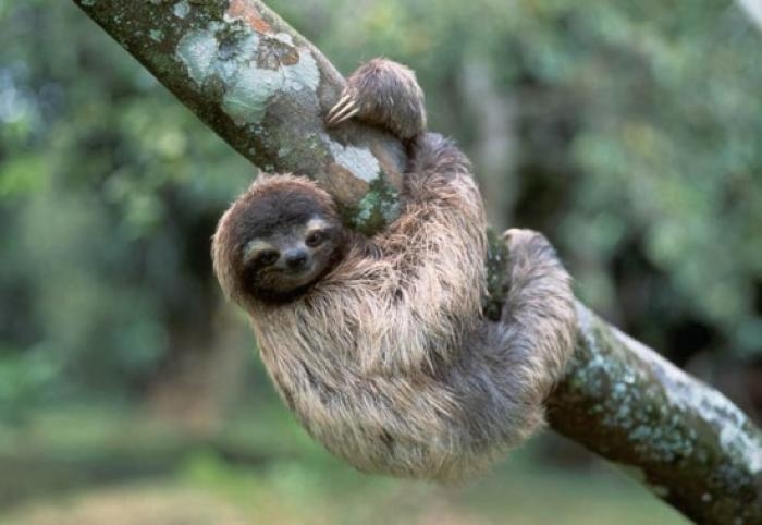 Трехпалый ленивец