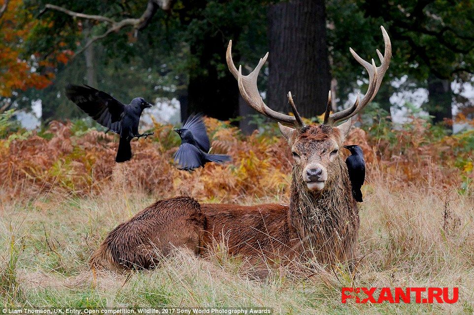 Фото 14 лучших фото с конкурса Sony World Photography Awards 2017 из раздела  /