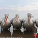 Фото 14 лучших фото с конкурса Sony World Photography Awards 2017 из раздела  /