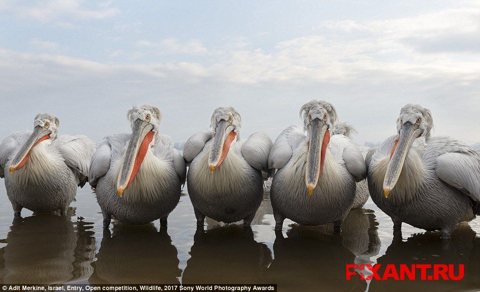 Фото 14 лучших фото с конкурса Sony World Photography Awards 2017 из раздела  /