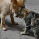 Фото Разбираемся в проблеме: Контрацепция домашних животных из раздела  /