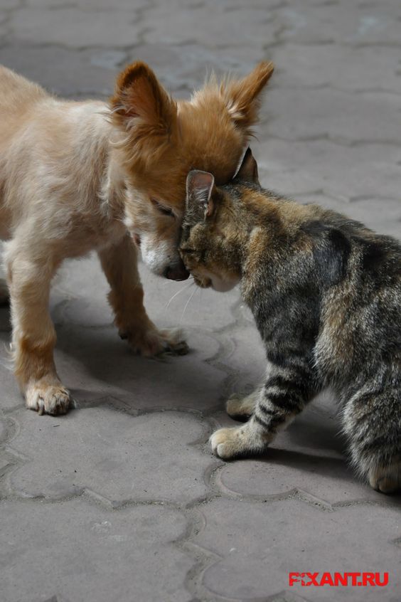 Фото Разбираемся в проблеме: Контрацепция домашних животных из раздела  /