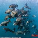 Фото 14 лучших фото с конкурса Sony World Photography Awards 2017 из раздела  /