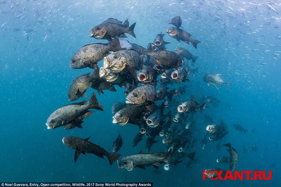 Фото 14 лучших фото с конкурса Sony World Photography Awards 2017 из раздела  /