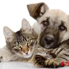 Фото Разбираемся в проблеме: Контрацепция домашних животных из раздела  /