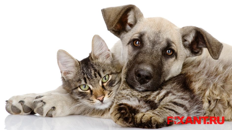 Фото Разбираемся в проблеме: Контрацепция домашних животных из раздела  /