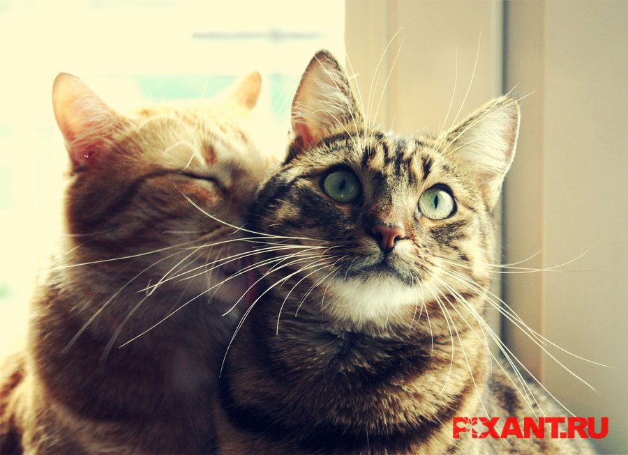 Бигормональные контрацептивы для животных