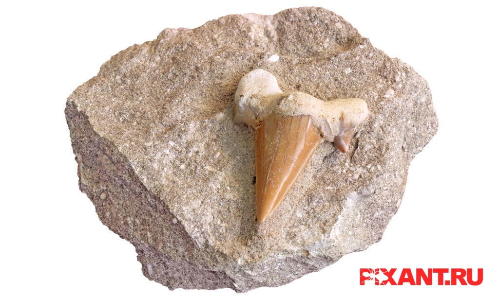 Самые интересные зубные традиции и ритуалы Фото Самые интересные зубные традиции и ритуалы из раздела Самые факты / unlinked