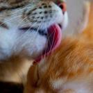 Моногормональные контрацептивы для животных