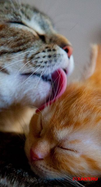 Моногормональные контрацептивы для животных