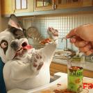 Настоящие причины онкологии у животных