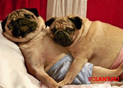 О грамотном подходе к контрацепции