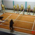 Таксидермия как искусство (12 фото)