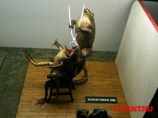 Таксидермия как искусство (12 фото)