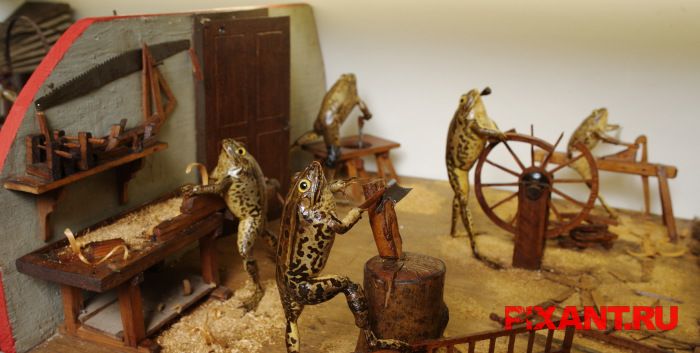 Таксидермия как искусство (12 фото)