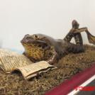 Таксидермия как искусство (12 фото)