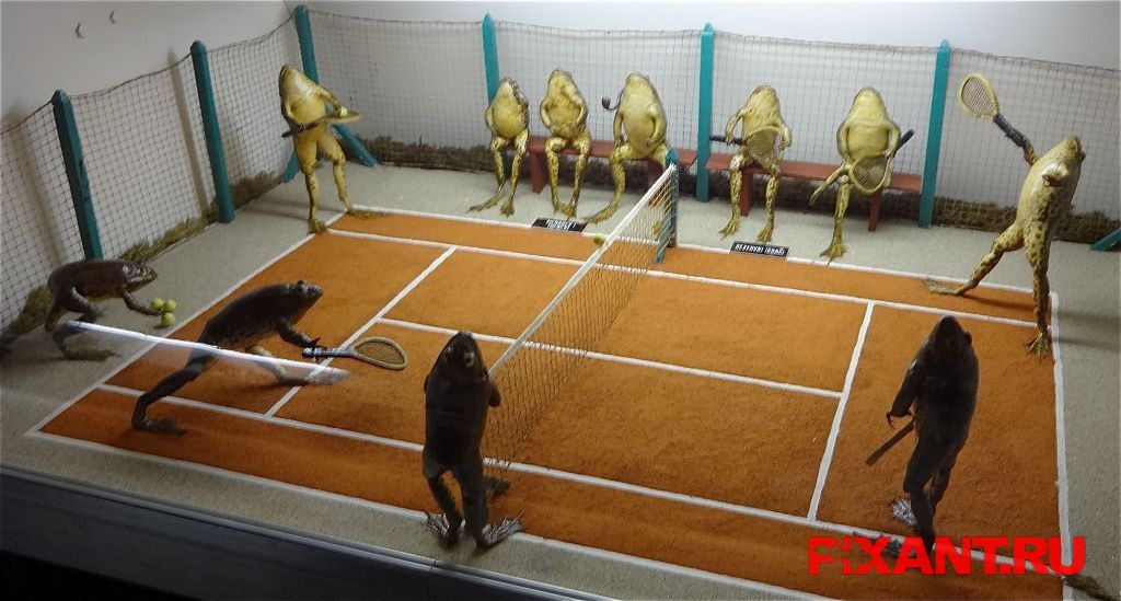 Таксидермия как искусство (12 фото)