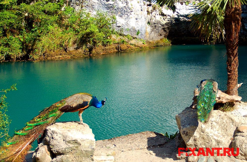 Фото Абхазия из раздела Репортаж / Абхазия