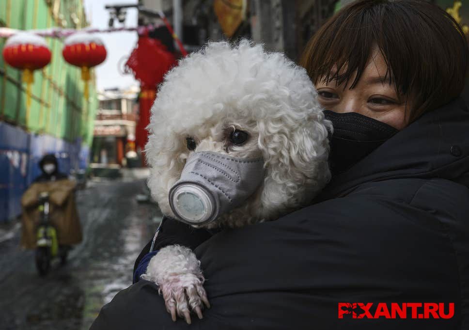 Пандемия коронавируса у собак